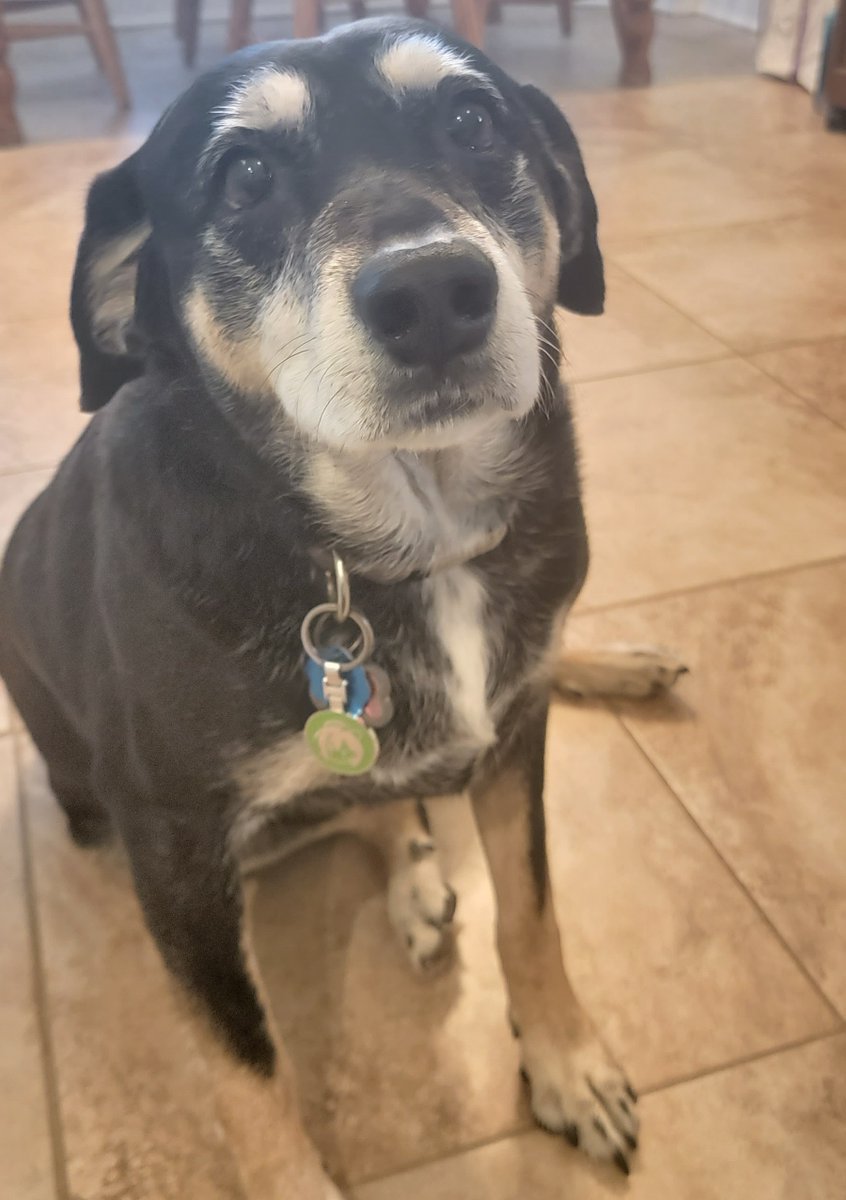 I remember when Mandy first came by.
She was a neighborhood tomboy covered with dirt and fleas.
Mandy had scars from fights with other dogs and cats for food left out in bowls on people's porches.
I started to notice her hanging around my house more and more.
I'd pull into the