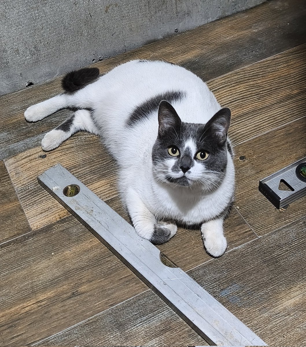 Linda tarde tengan toros. 
Hoy dejé a la mi subordinara mia a cargo de la obra, 🤭🤭.
#FelizJueves #Pitu