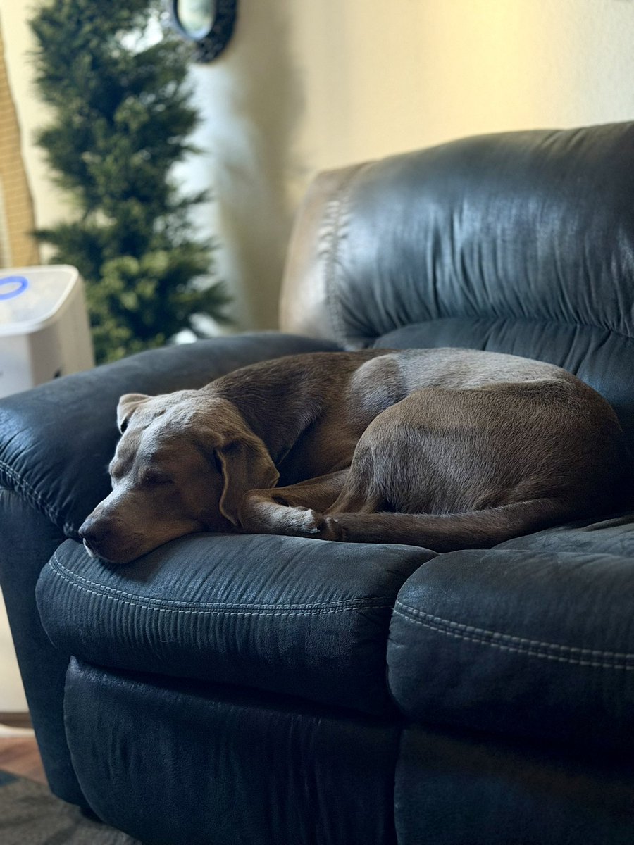 jakesilverlab's tweet image. Our new puppy Willow, has exhausted me, so I must nap as much as I can! 
#silverlab