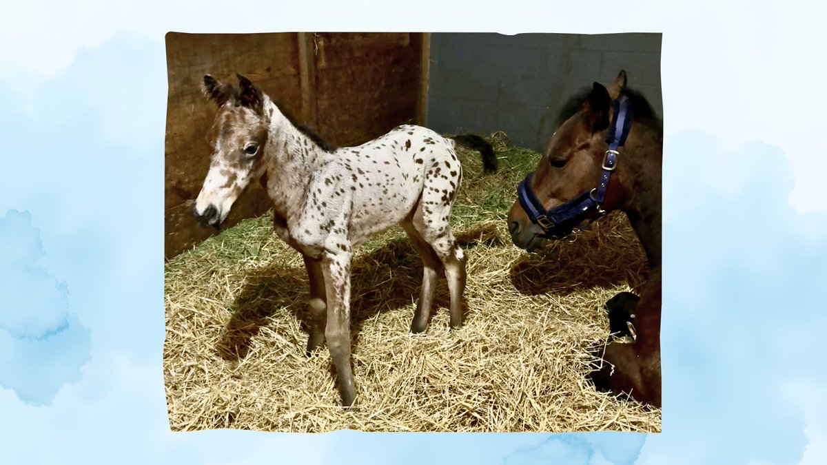 Susan_Kayne's tweet photo. For 22 years I’ve been protecting horses where they are most vulnerable. On any given day @UnbridledTBF  is home to 65 rescued horses, donkeys, and mules.

Over two decades we have built the largest living archive of real horse rescue stories in America — documented lives pulled from abuse, exploitation, neglect, and slaughter. Joyfull and her colt are the newest chapter.

#HorseRescue #AnimalWelfare