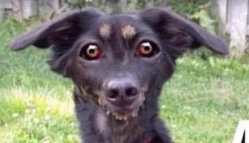 أمير أمراء المؤمنين tweet media