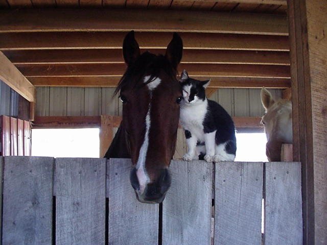 lamb (@mourninglambs) on Twitter photo 