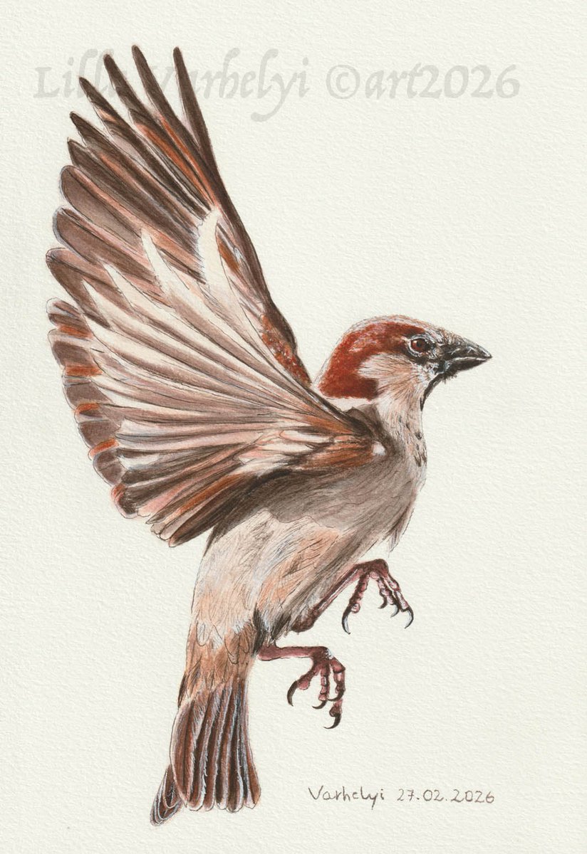LillaVarhelyi's tweet photo. Ich habe diesen Spatz im Auftrag gezeichnet.
Freue mich gerade sehr, dass ich auch Vögelchen im Auftrag zeichnen darf . Das mach ich sehr gerne! 🐦☺
Tusche 26x18
#spatzen #sparrow #birddrawing #birdart #sperling #zeichnung #artnow #inkdrawing #tusche #commissionart #vogelliebe https://t.co/VtARcOxEfk