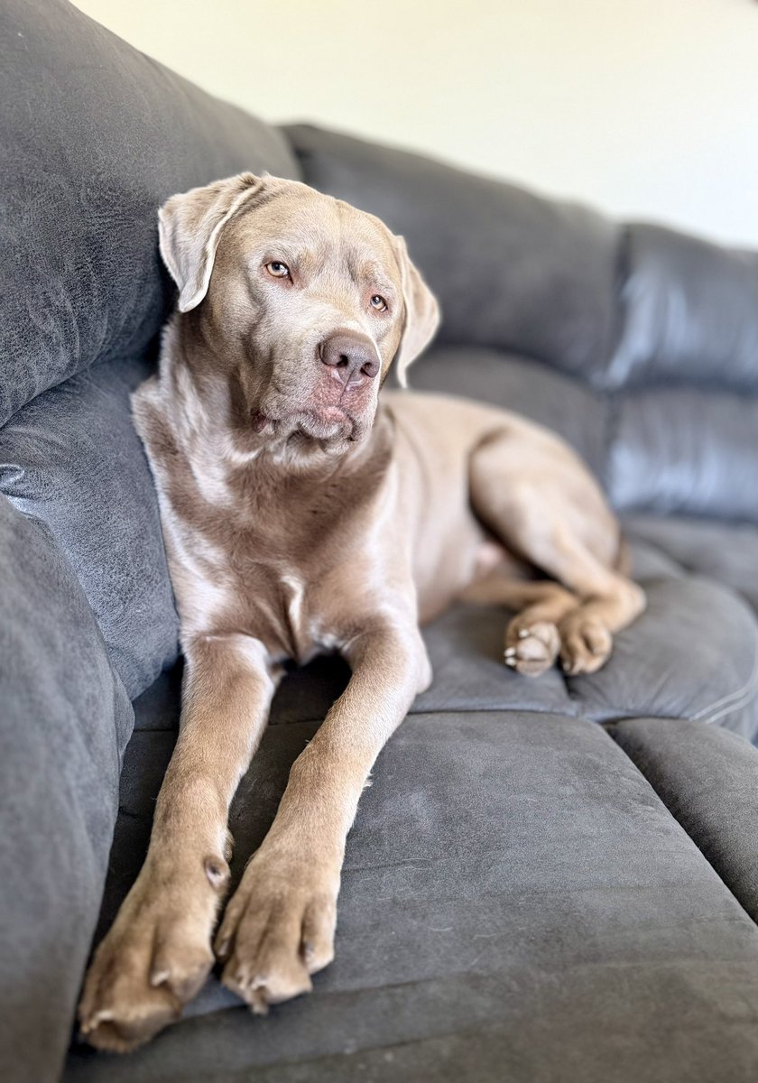 jakesilverlab's tweet image. 🩶Hey! What are you staring at?! I hope it’s my good looks &amp;amp; handsomeness! 🥴
#silverlab