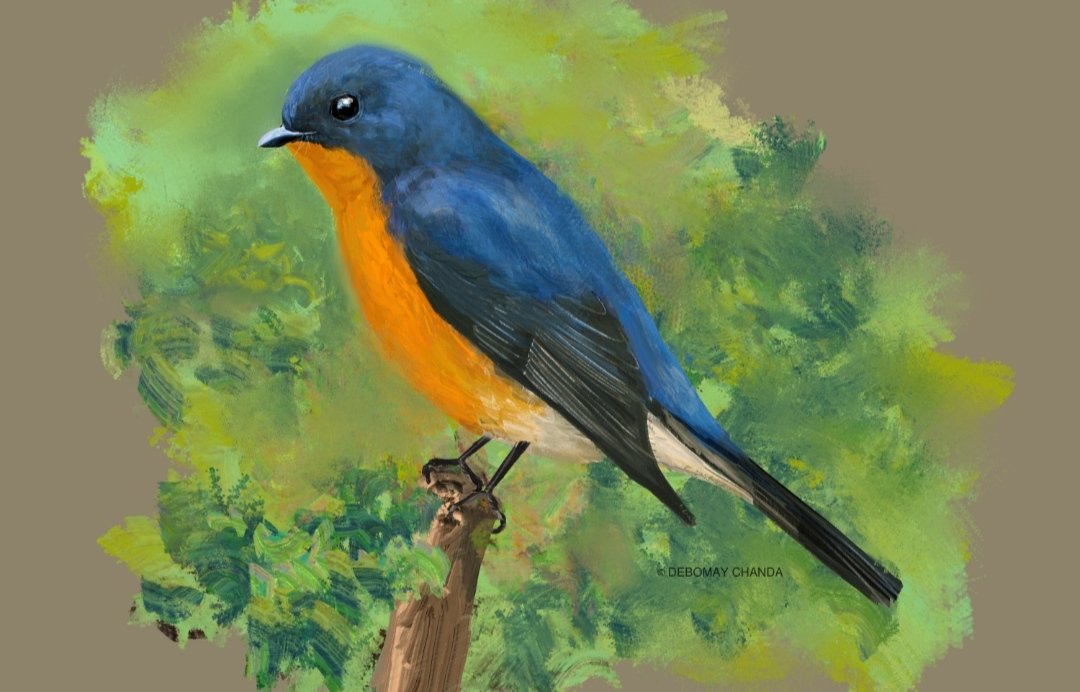 DebomayC's tweet photo. Slaty-backed Flycatcher – Male

A small Himalayan forest flycatcher with brilliant blue and fiery orange plumage.

Digital wildlife illustration, 2023. 
©️ Illustrated by Debomay Chanda.

#BirdIllustration #WildlifeIllustration #BirdArt #NatureIllustration #WildlifeArt https://t.co/enWismmTjC