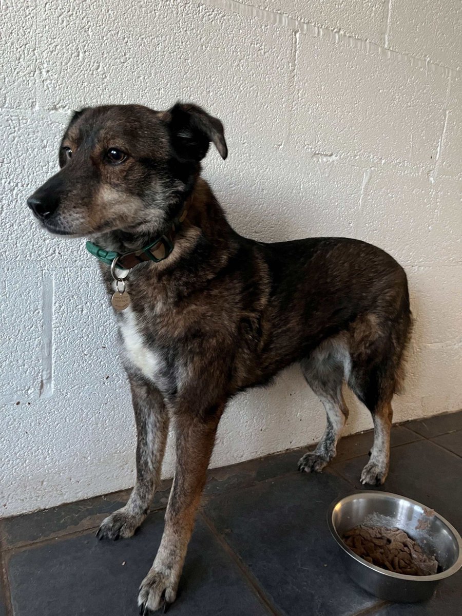 millypod1's tweet image. 🆘1 MAR 2026 #Lost Todd #ScanMe
NERVOUS RESCUE Male
Blue harness &amp;amp; yellow lead still attached
#Clapham #Exeter #Devon #EX2
Sightings☎️ 07922 872636 /07852 555299
Seen 2nd March at Haldon Forest Holiday Park, Haldon Drive, Clapham Hill Lane &amp;amp; Markham Lane.
doglost.co.uk/dog/202302