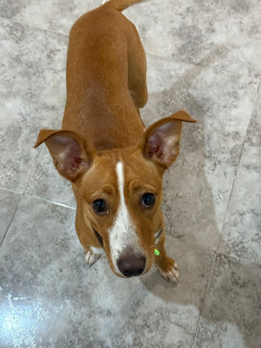 Los que creía su familia se van del país este fin de semana y lo dejan, les da igual lo que sea de él, si le rompen el corazón, si su mundo de casi cachorro se viene abajo 💔
Tiene apenas un año y pesa sólo 8 kg
Es muy urgente 😢😞
Barcelona
657315050
609324350