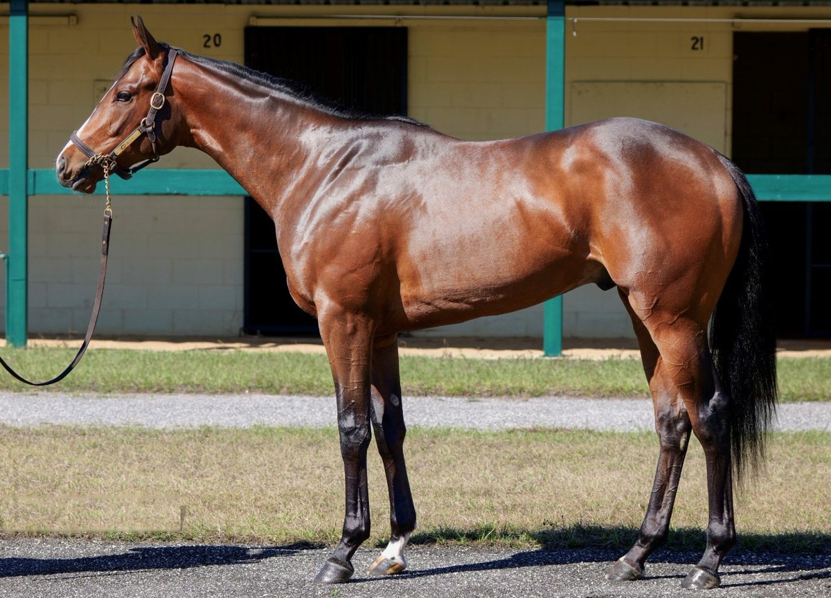 Darley in America tweet media