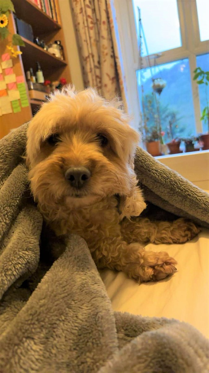 DT_Bridgend's tweet photo. Meet Blossom, a beautiful 7.5 year old Cockerpoo looking for a calm forever home with a confident resident dog. She loves sofa cuddles and is growing in confidence every day in foster care. Could you help Blossom truly blossom? ๐ธ๐พ
#adopt #adoptdontshop #cockapoo #cockerpoo https://t.co/uO5llK0uBQ