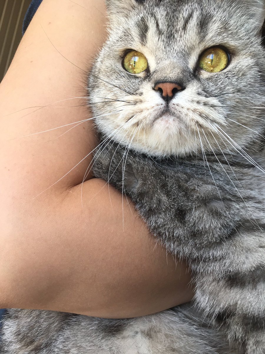 искажение процесса обобщения tweet media