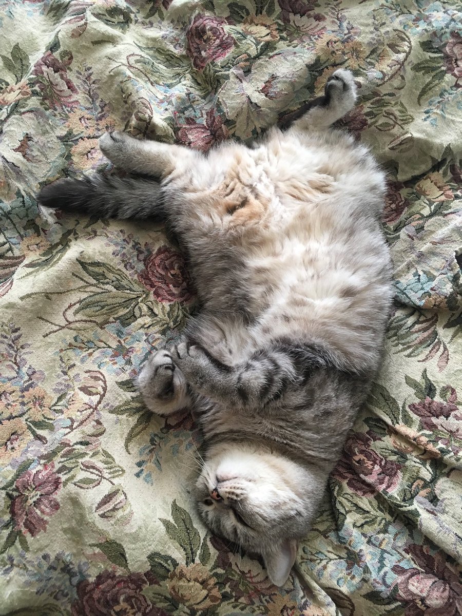 искажение процесса обобщения tweet media