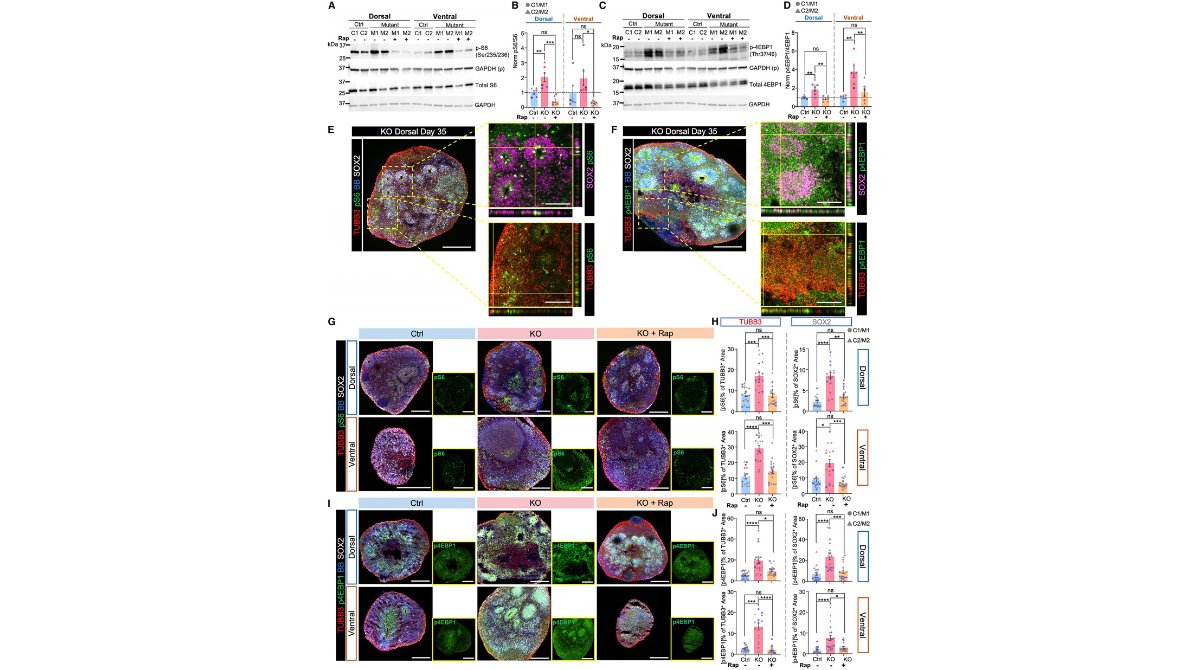 StemCellReports tweet media