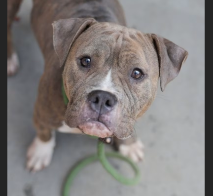 Hollywood Dogs tweet media