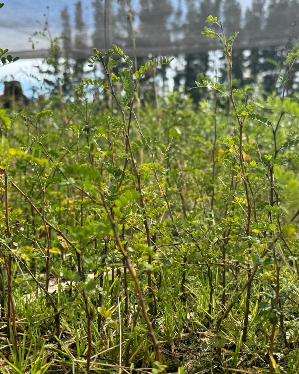 Fundación Reforestemos tweet media