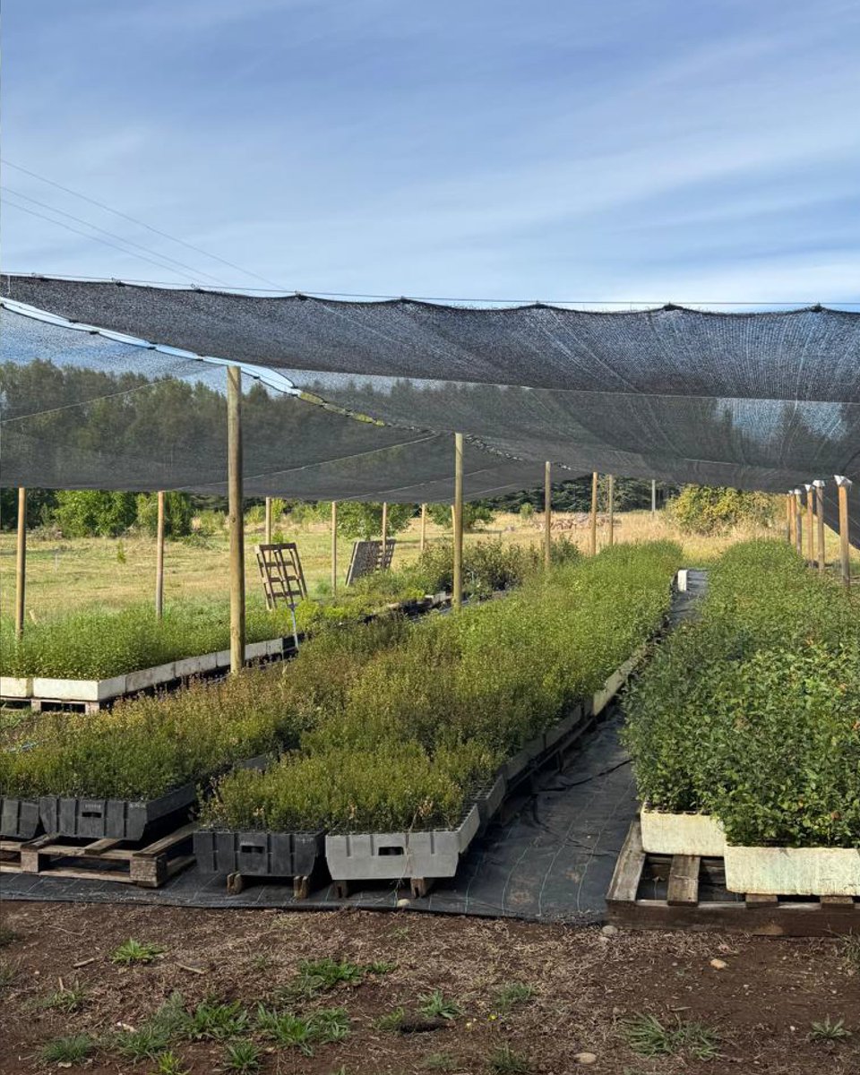 Fundación Reforestemos tweet media