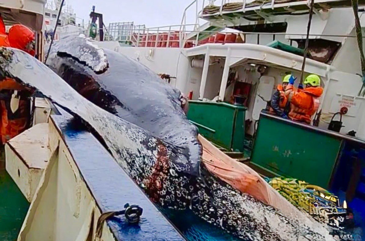 Dr Tom Montgomery tweet media