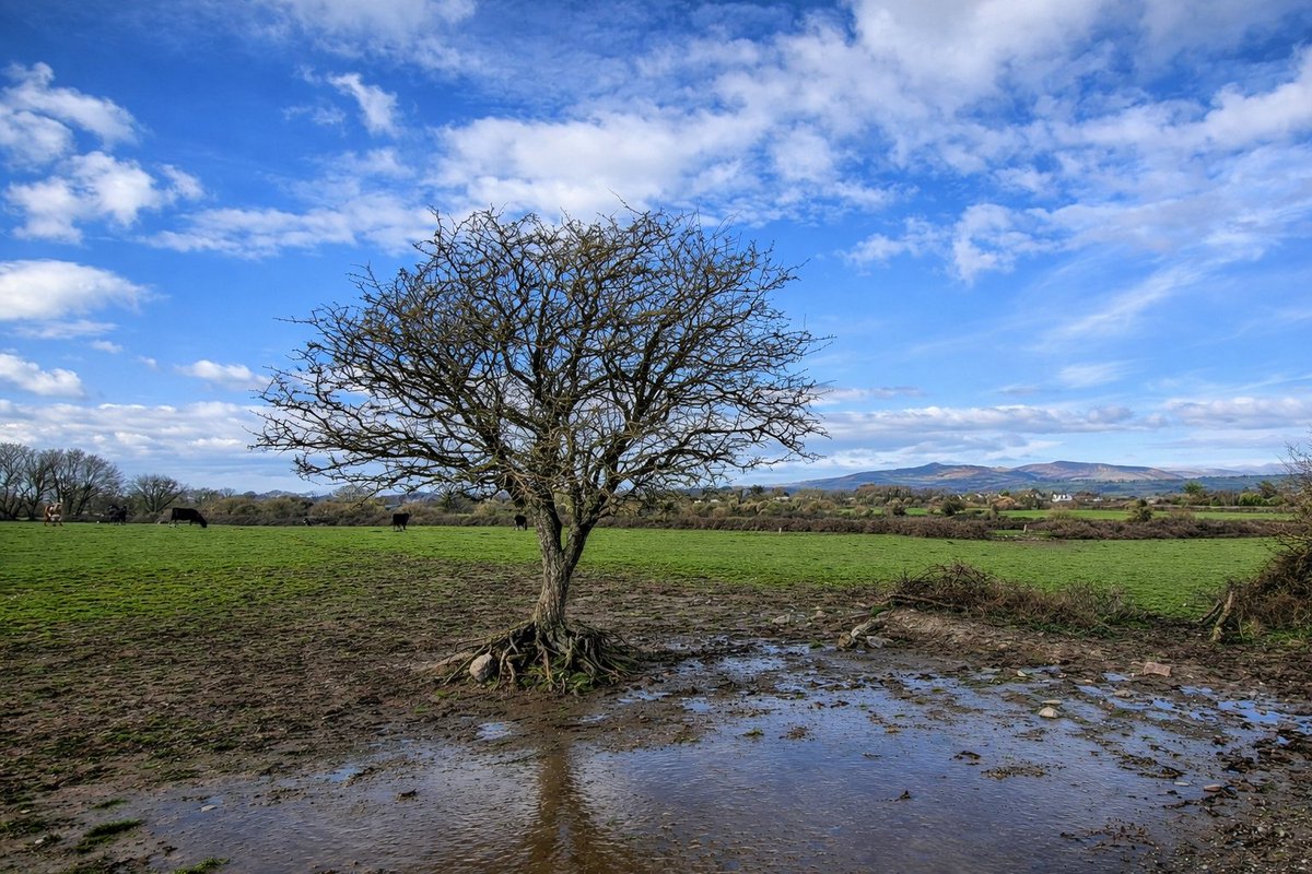 Patrick Kenealy tweet media