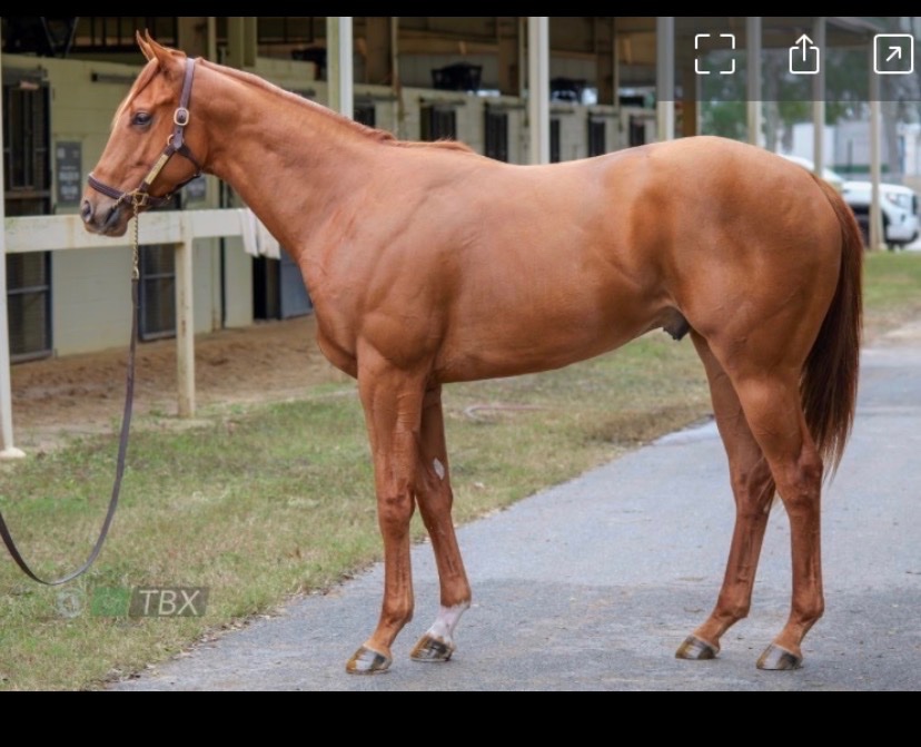 Save Horse Racing tweet media