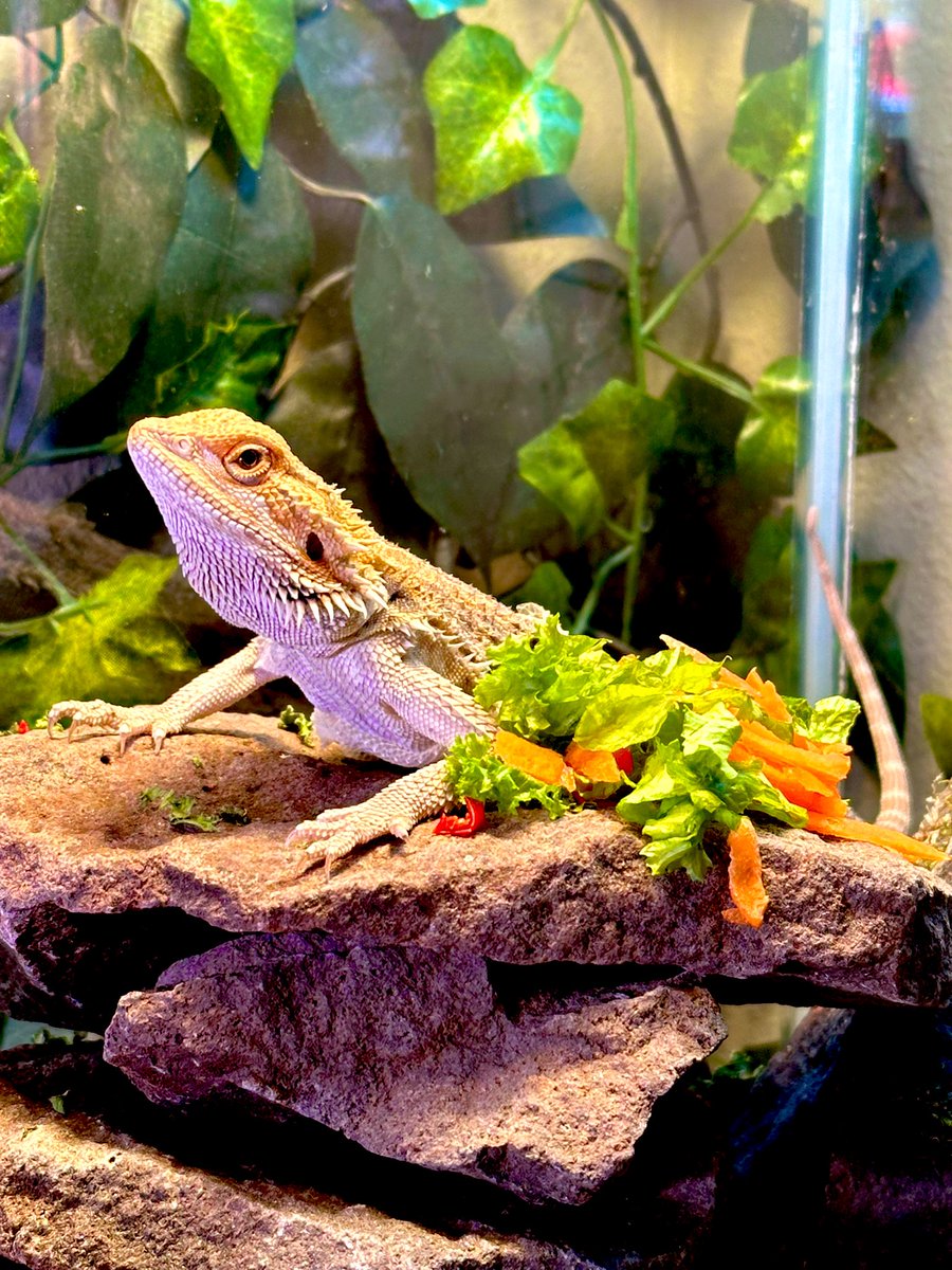 GenTheHobbit tweet media