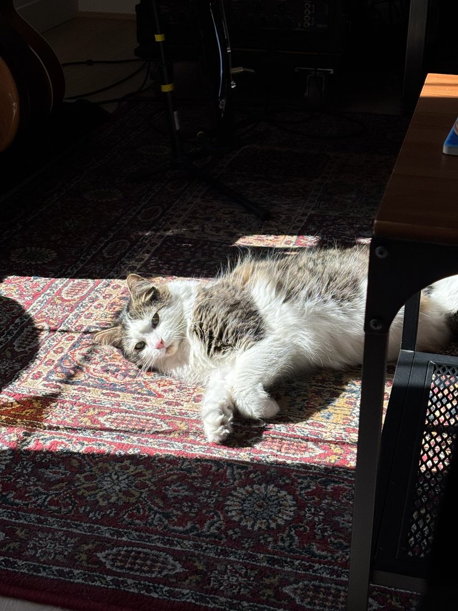 Cat's Pride tweet media