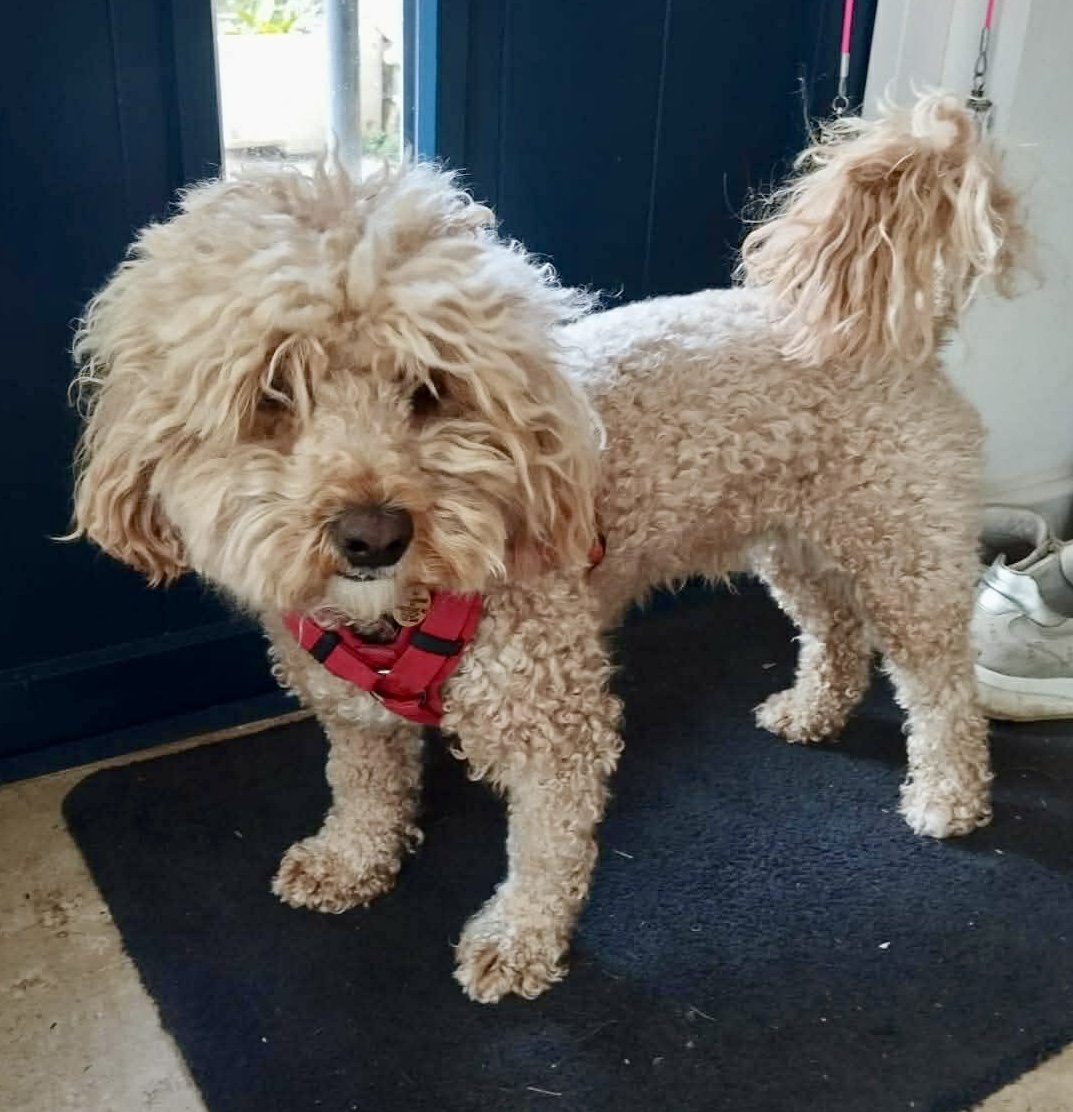 millypod1's tweet photo. ๐11 MAR 2026 #Lost GERARD #ScanMe
Cavachon/Poodle Male
#TackleyHeath #Bicester #Oxon #OX5
County #Kidlington #Oxfordshire
Collar & Lead attached
https://t.co/mcpUZCrHrZ https://t.co/sJm2vCSU38