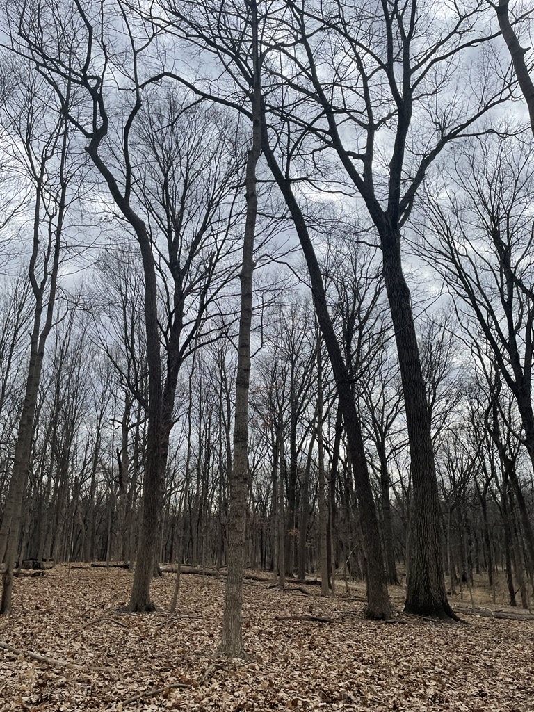 Forest Preserves tweet media