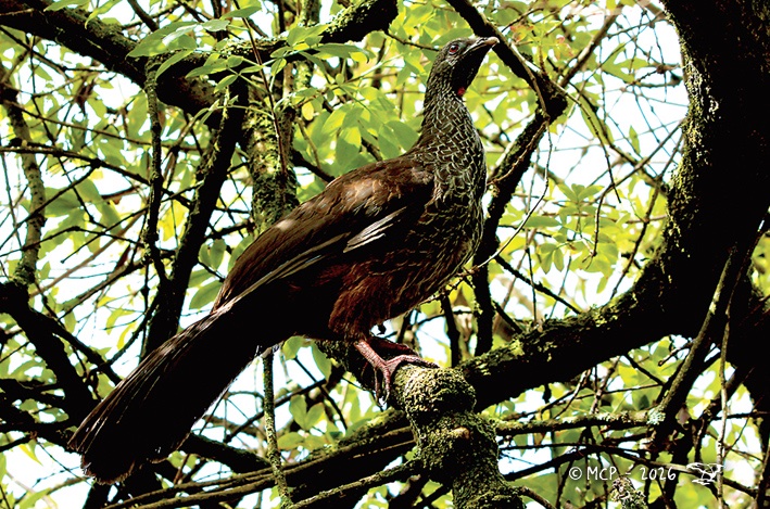 NodoHC's tweet photo. Pava de montaña, la nueva especie que llegó al humedal.

Siempre ha sido un ave restringida a zona montañosa, sin embargo, desde el año 2022, comenzaron ha ser reportados registros esporádicos de esta especie en el humedal de Córdoba.

Ver más: https://t.co/EVJFoHjgsK https://t.co/7jYOLohTlV