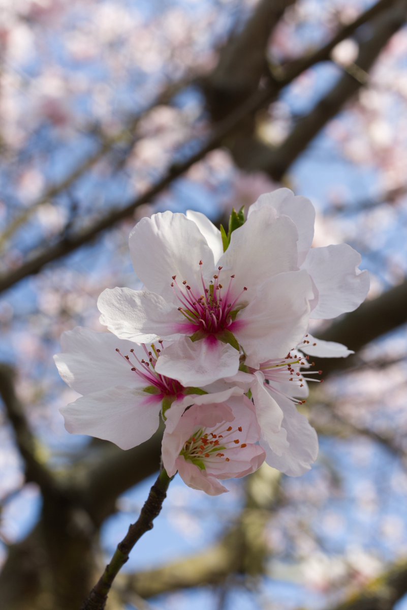 Run_fly_Smile's tweet image. in full bloom
may the plum not be touched
by the wind’s hand 😊

Basho

#bloom #Wind #Nature #Wind #Poetry #Haiku #Basho #Japan