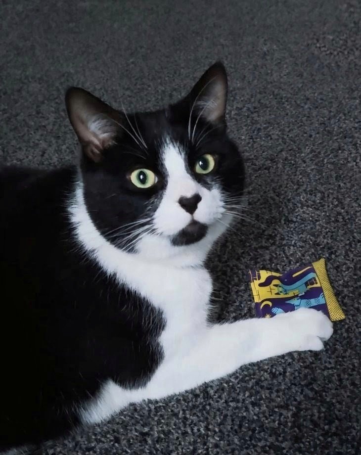 Kevin Kindness and Sidekick Smudge tweet media