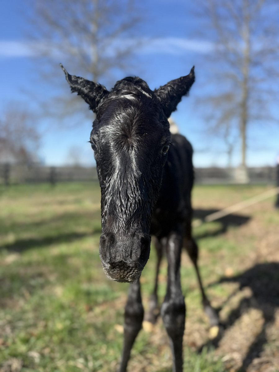 Godolphin tweet media