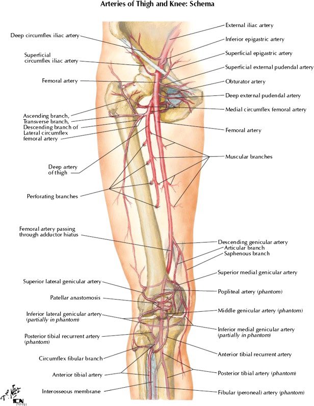 PipeCabreraV's tweet photo. The Profunda femoral artery!  (deep femoral artery) is the largest branch of the femoral artery, arising 3–4 cm below the inguinal ligament from the posterolateral aspect of the common femoral artery 🔪👁️💥⤵️! @pferrada1 @SWexner @TomVargheseJr @AmCollSurgeons @CiruAndes2 https://t.co/vQjR9SEQ2m