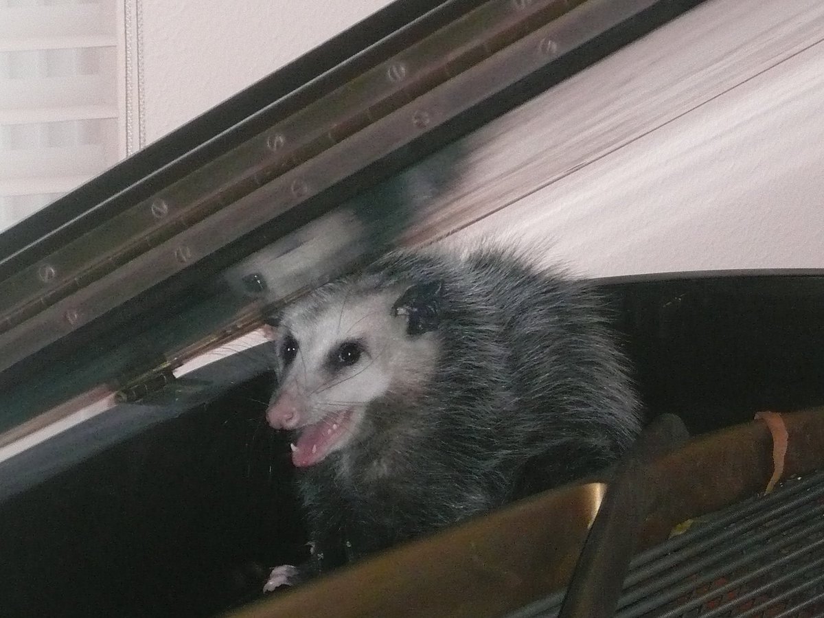 Possum_Daily tweet media
