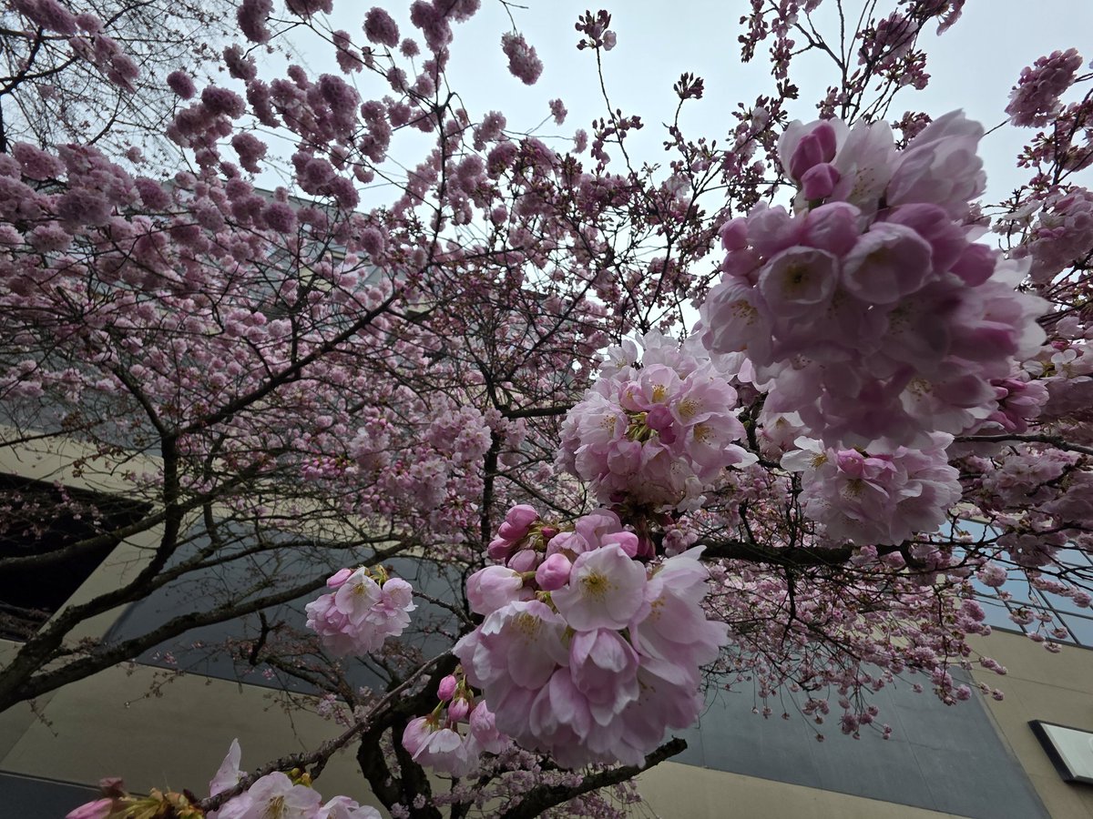 Cherry blossoms outside my door are coming in early :)