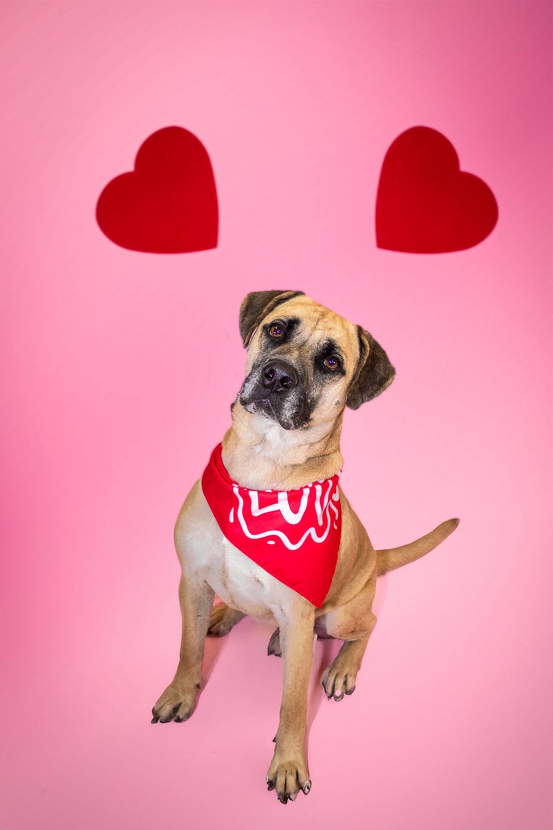 SamfromSpain♥️🐕🦮🐈‍⬛🐈 tweet media