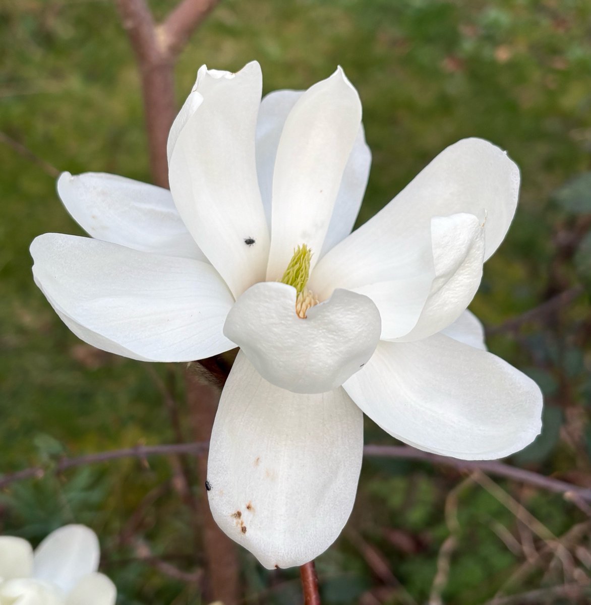 alison levey 🐝🌱🌺 tweet media