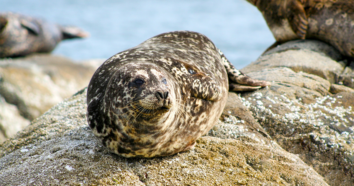 Fisheries and Oceans tweet media