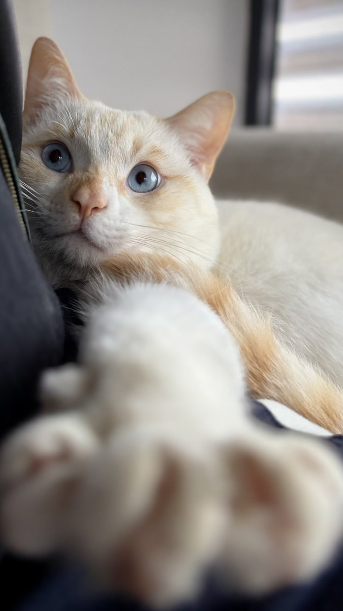 MaxPipiMax's tweet photo. This is a kitten that literally fell from the sky and got hurt. After recovering, it decided to stay and never leave. https://t.co/gQ5cWCsckL