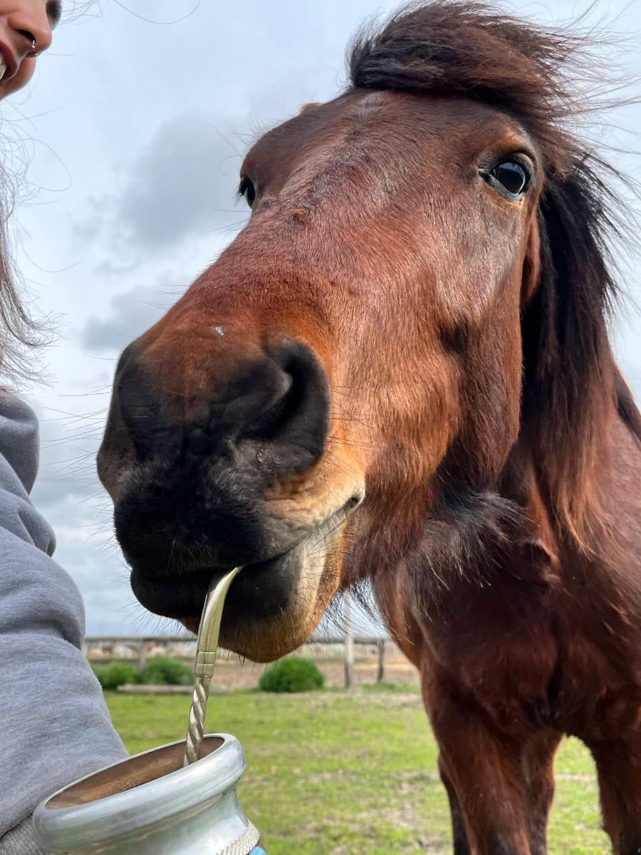 ACMA CABALLOS tweet media