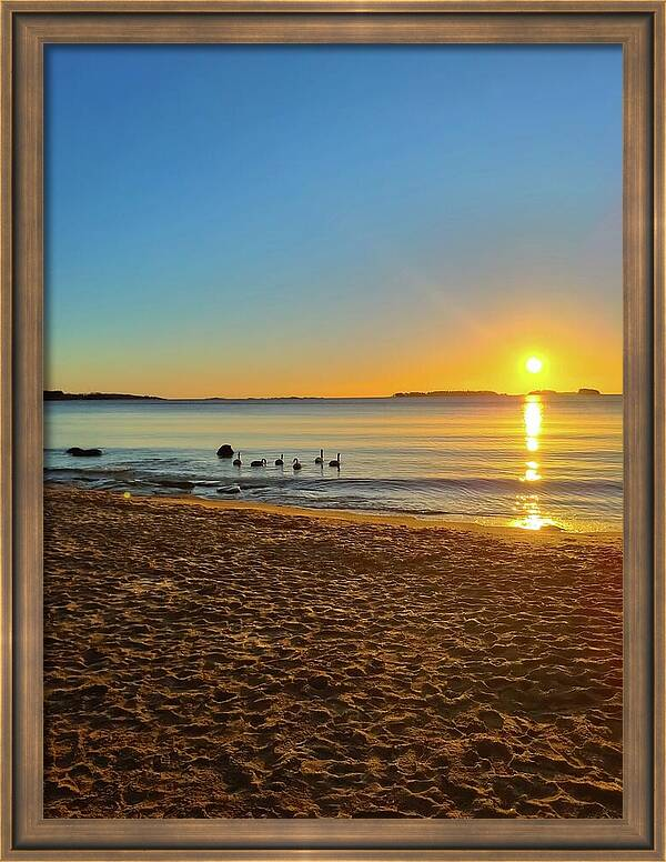 HurmerintaArt's tweet image. Most swans fly south in the autumn but some stay. I saw a swan with 4 cygnets in the winter. The sunrise in the winter starts after 9 AM. 
#sunrise
#swans
#wallart 
#cards 

johanna-hurmerinta.pixels.com