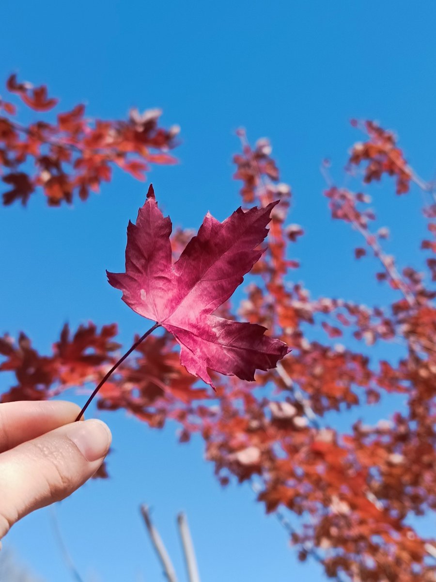 Gokus1231's tweet photo. Autumn breeze, golden leaves, and warm lattes—perfect fall vibes today! https://t.co/VQIC1mtpkx
