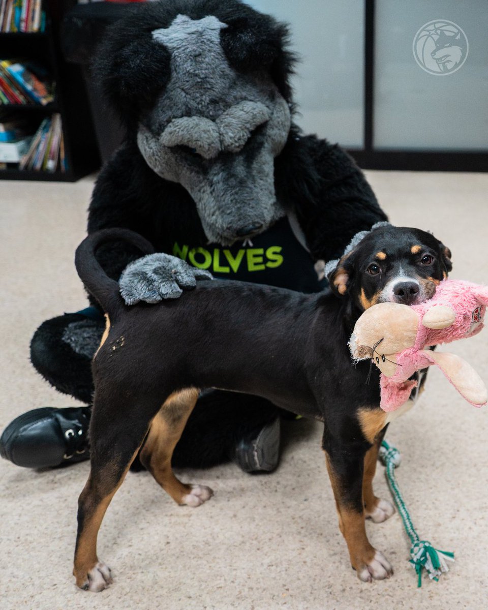 Iowa Wolves tweet media