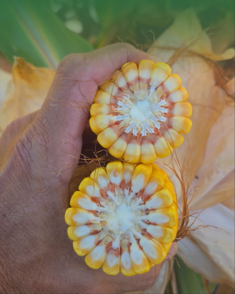 agronucleo's tweet photo. 🌽 Buen comportamiento frente al estrés en llenado, manteniendo sanidad y potencial productivo.

Genética que demuestra estabilidad cuando las condiciones desafían, acompañando decisiones que buscan rendimiento campaña tras campaña.

🤝 Agronucleo, siempre junto al productor. https://t.co/Ni5gD1TANL