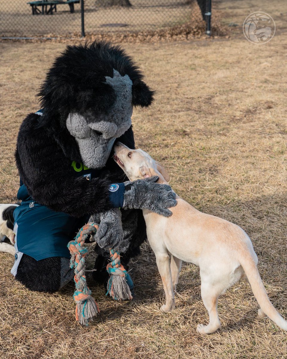 Iowa Wolves tweet media