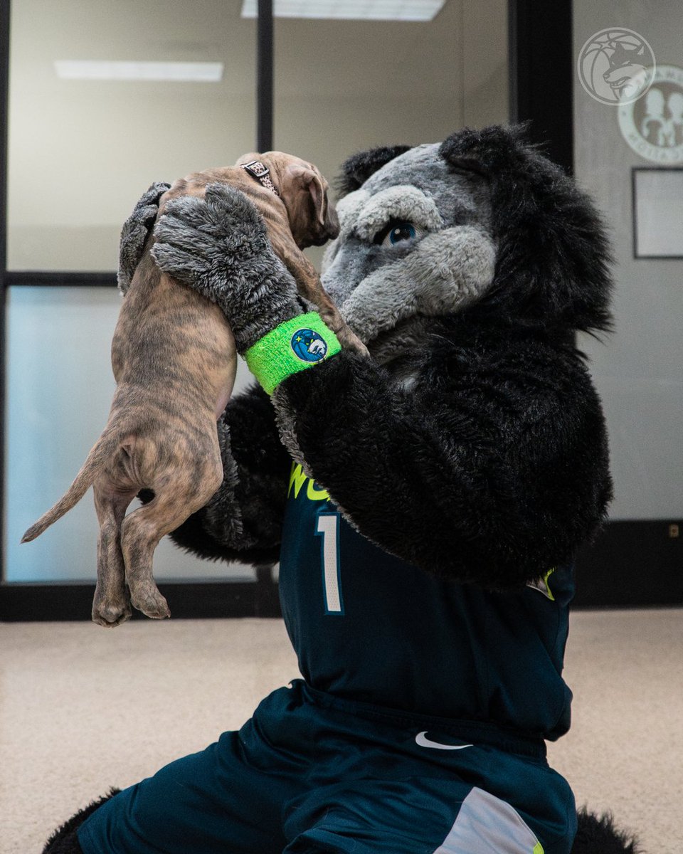 Iowa Wolves tweet media