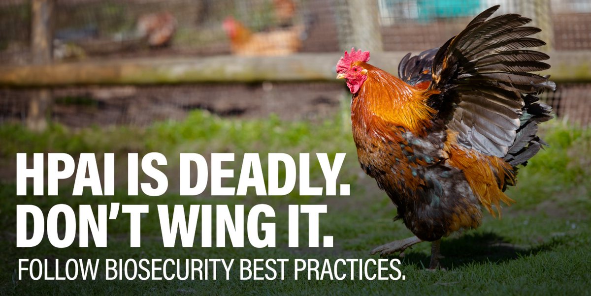 Defend the Flock tweet media