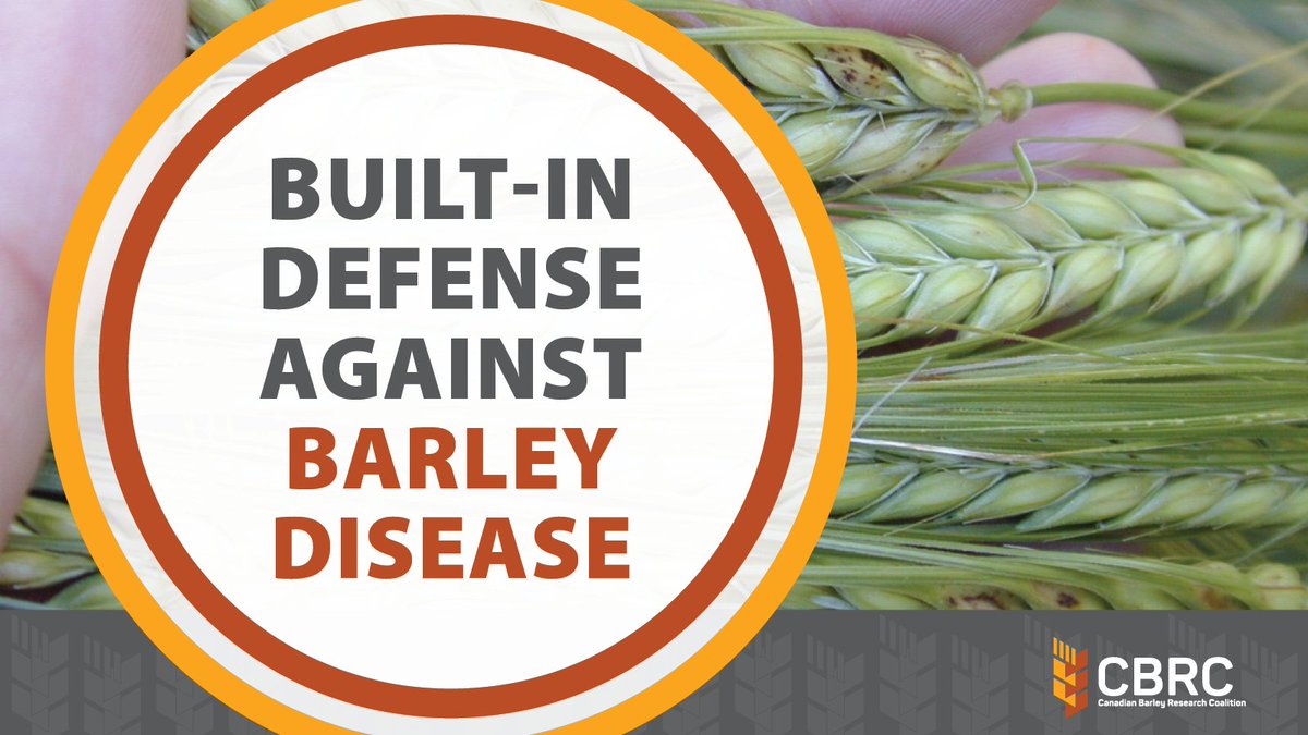 Canadian Barley Research Coalition tweet media