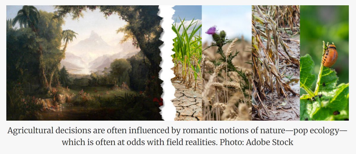 Fox Green tweet media