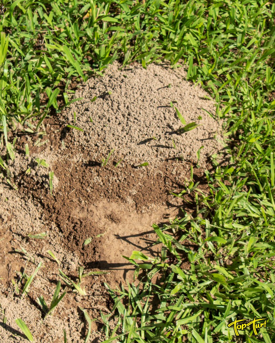 TopTurf's tweet photo. Fire ant mound in your yard? Don’t risk it—DIY won’t stop them! 🐜🔥 Our expert treatments keep your lawn safe for family &amp; pets. Call Top Turf and reclaim your turf! 📞🌱 
🔗: https://t.co/vK28fKV7Vw 
#LawnCare #FireAntControl #TopTurfLawnCare https://t.co/xa2zGEngMk