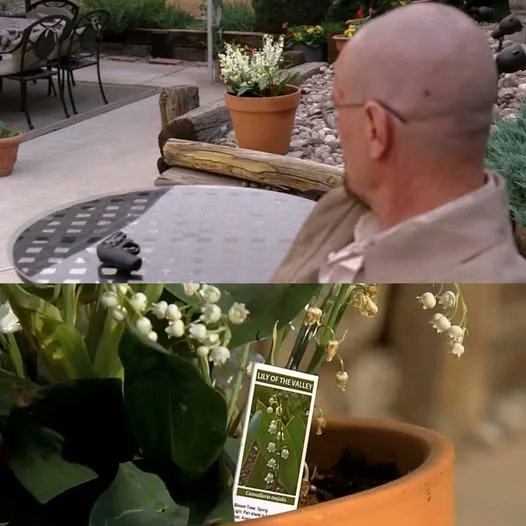 Saul Goodman ⚖ tweet media