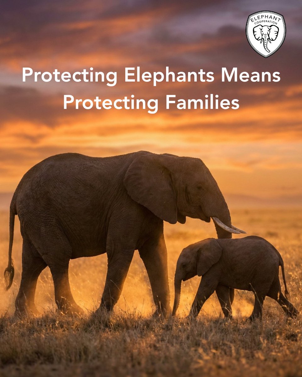 Elephant Cooperation tweet media